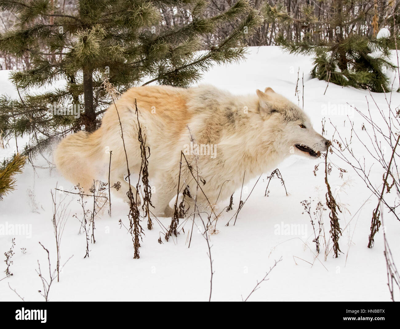 Grauer Wolf; Canus Lupus; Britisch-Kolumbien; Kanada Stockfoto