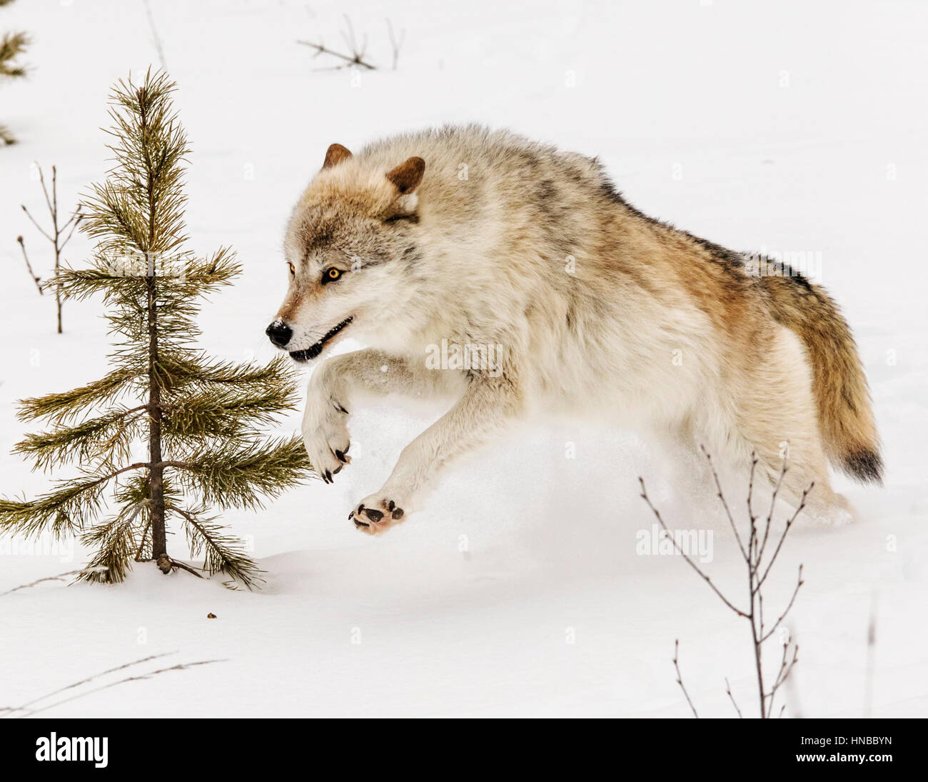 Grauer Wolf; Canus Lupus; Britisch-Kolumbien; Kanada Stockfoto