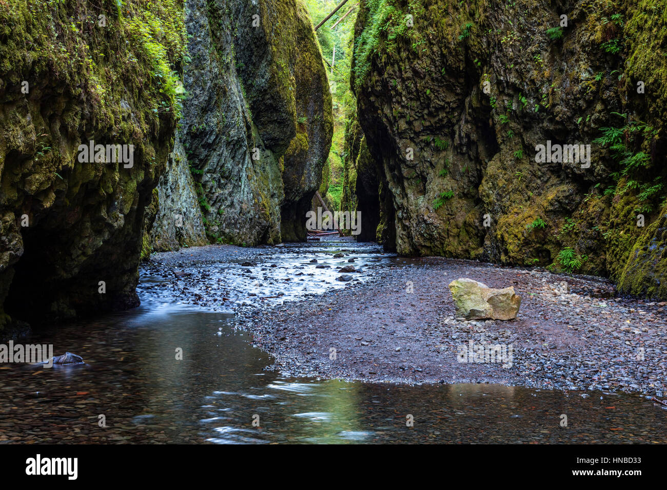 Oneonta Schlucht, Oregon. Üppig und grün Canyon. Eine schöne Tageswanderung, die Wandern durch einen Fluss, manchmal in tiefen Wasserlachen Brust bestehen Stockfoto
