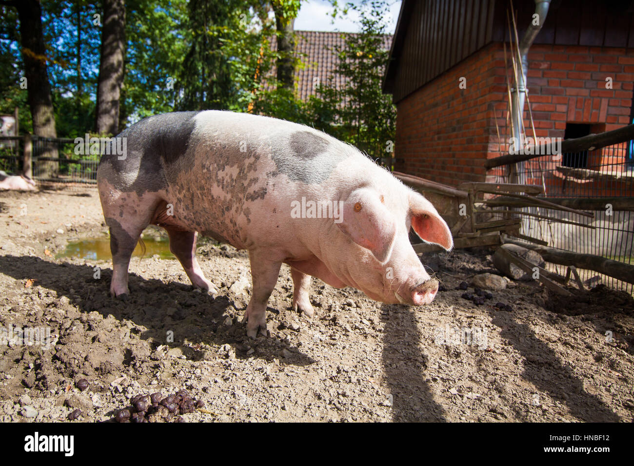 Hausschwein. Großes Schwein. auf einem Bauernhof Schwein Stockfotografie