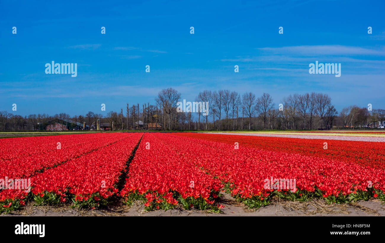 Tulpenfeld in den Niederlanden. Landschaft mit Tulpen Stockfoto