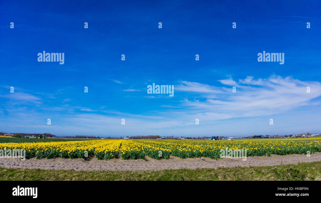 Tulpenfeld in den Niederlanden. Landschaft mit Tulpen Stockfoto