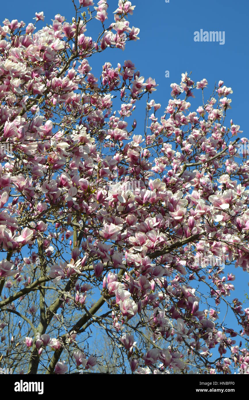 Magnolienbaum in voller Blüte, Wellesley, Massachusetts, USA Stockfoto