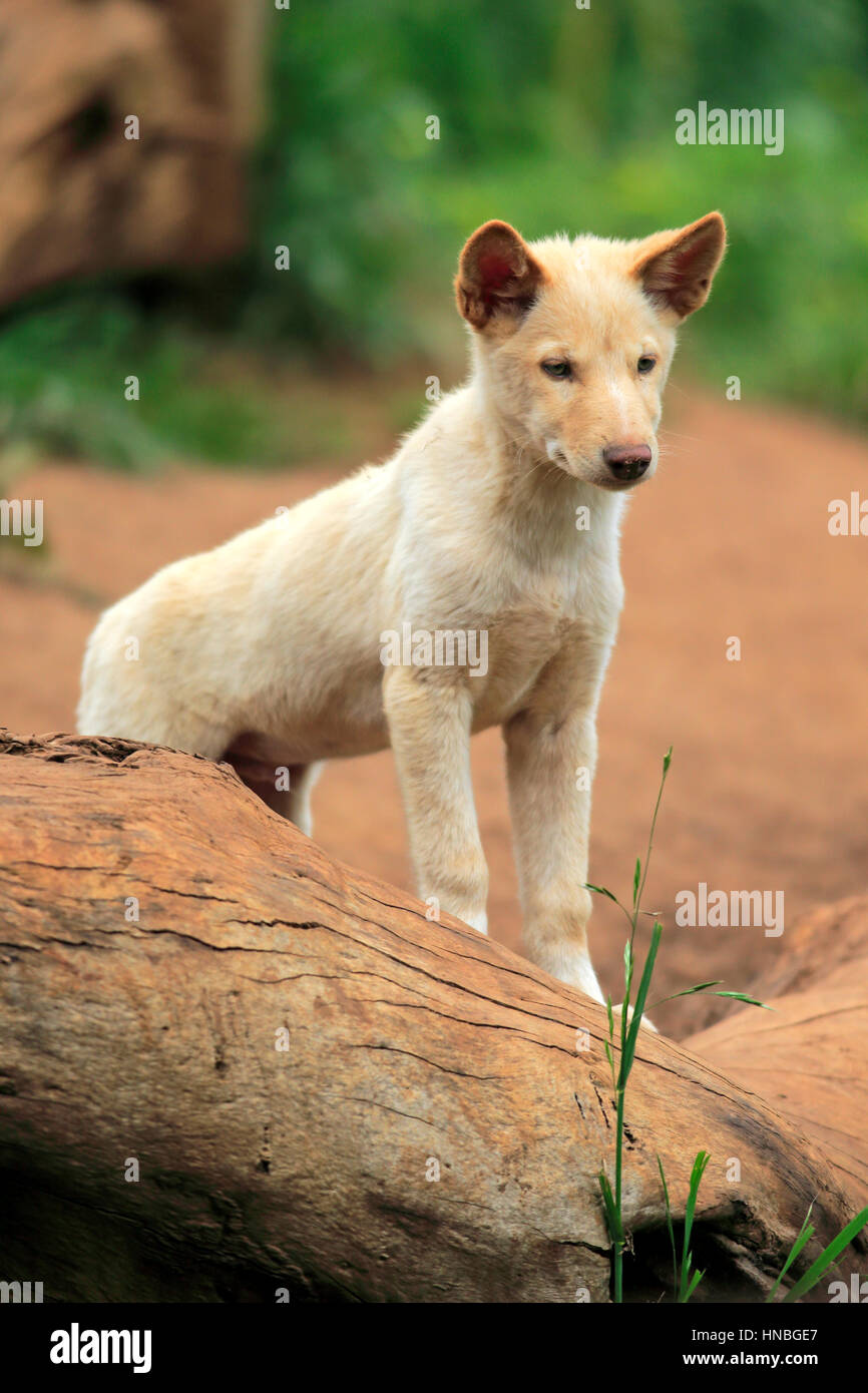 Dingo (Canis Familiaris Dingo), jung, Australien Stockfoto