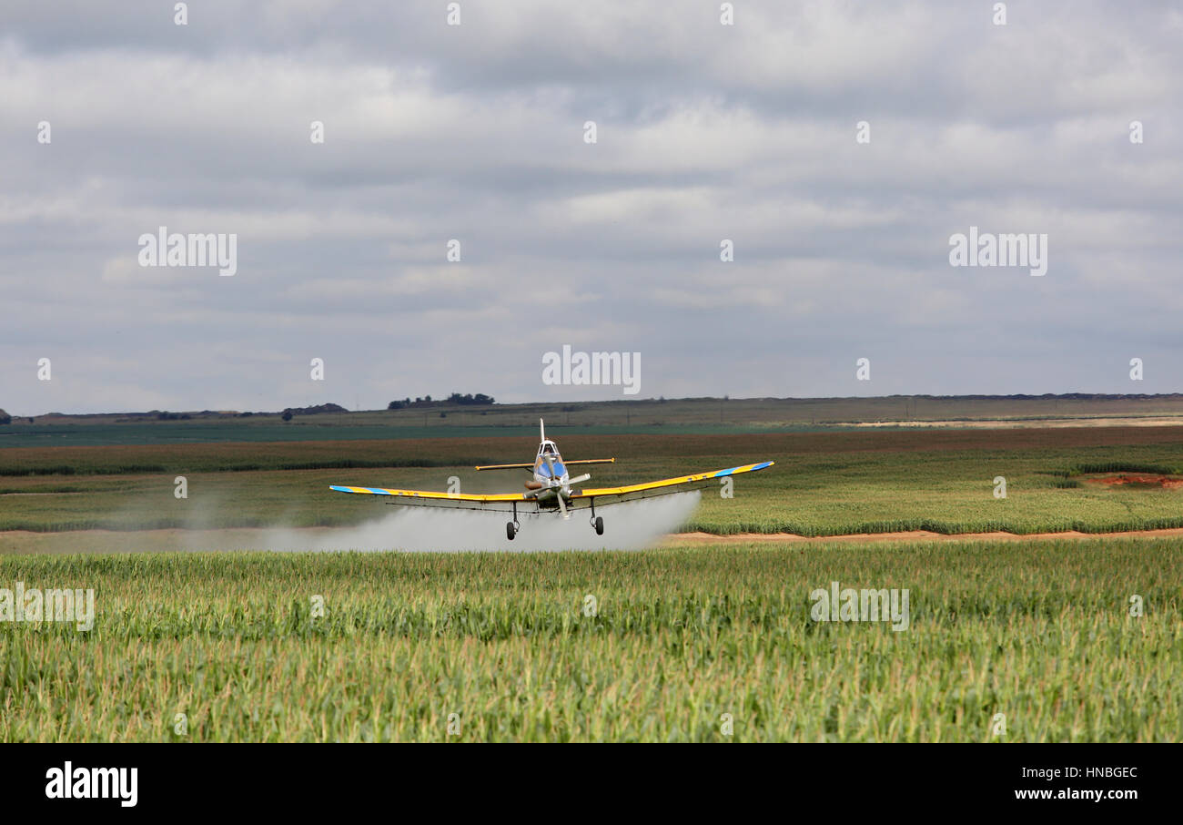 Malerische Aussicht auf eine Ernte-Sprüher Tiefflug über ein Feld von Mielies (Zea Mays) Stockfoto