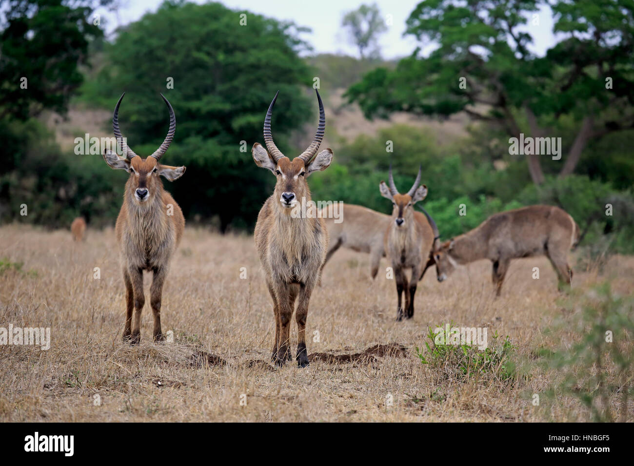 Gemeinsamen Wasserbock, (Kobus Ellipsiprymnus), Gruppe von Erwachsenen Männern, Krüger Nationalpark, Südafrika, Afrika Stockfoto
