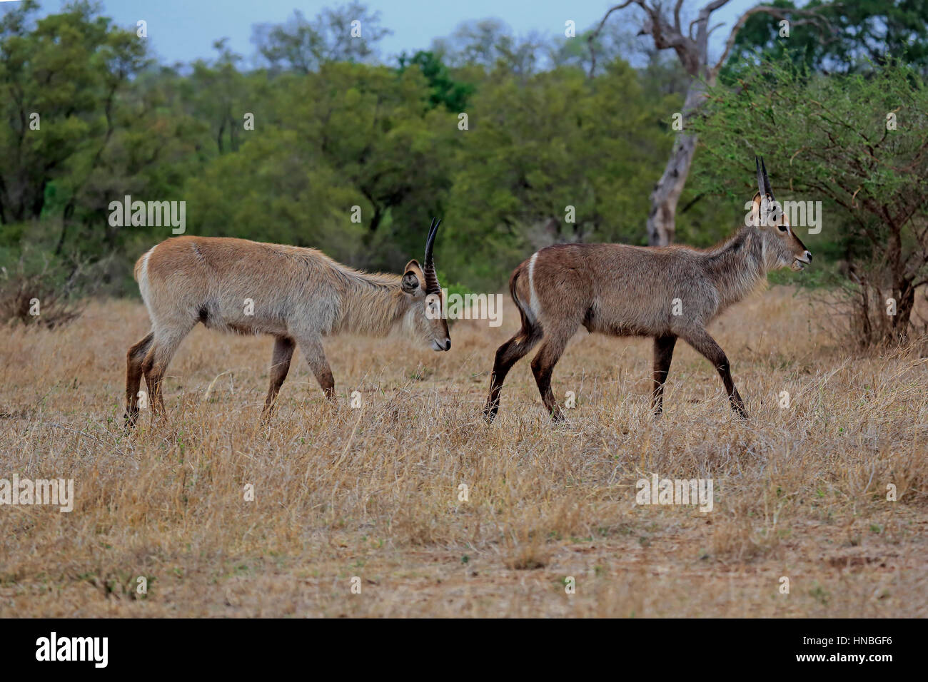 Gemeinsamen Wasserbock (Kobus Ellipsiprymnus), zwei Männchen, Krüger Nationalpark, Südafrika, Afrika Stockfoto