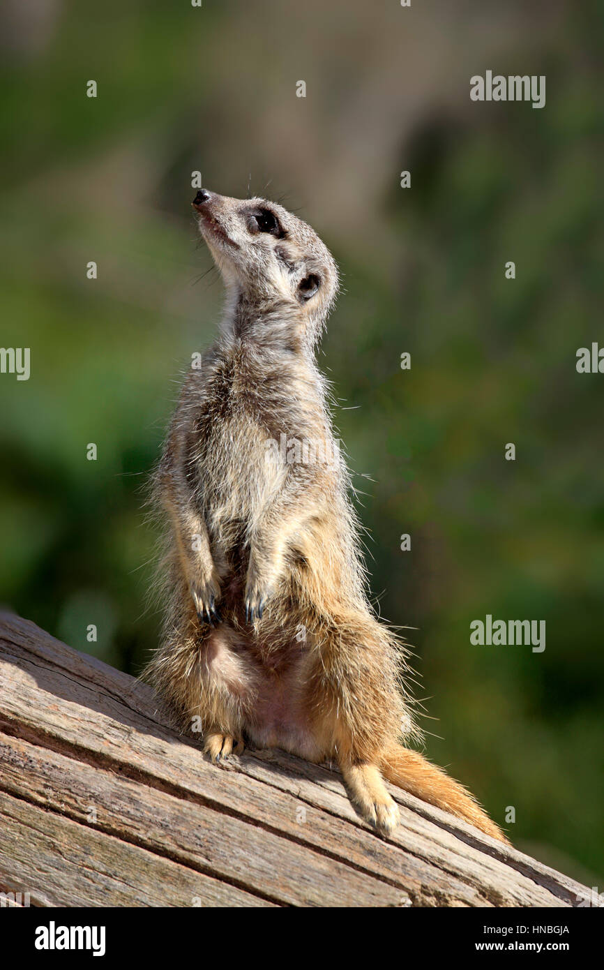 Suricate, (Suricata Suricatta), Erwachsener aufrecht Warnung, Afrika, Erdmännchen, Erdmännchen stehend Stockfoto