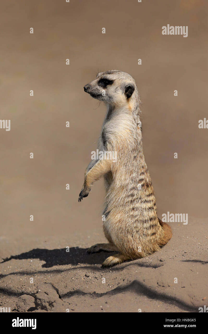 Suricate, (Suricata Suricatta), Erwachsener aufrecht Warnung, Western Cape, Südafrika, Afrika, Erdmännchen, kleine Karoo, Erdmännchen stehend Stockfoto