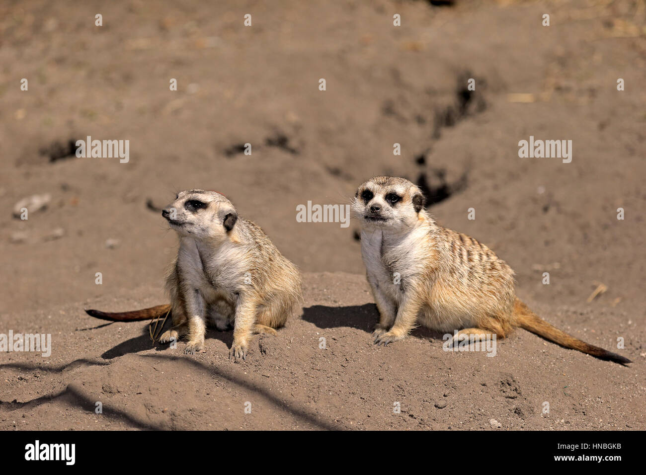 Suricate, (Suricata Suricatta), erwachsenes paar alert, Western Cape, Südafrika, Afrika, Erdmännchen, kleine Karoo, Erdmännchen Stockfoto