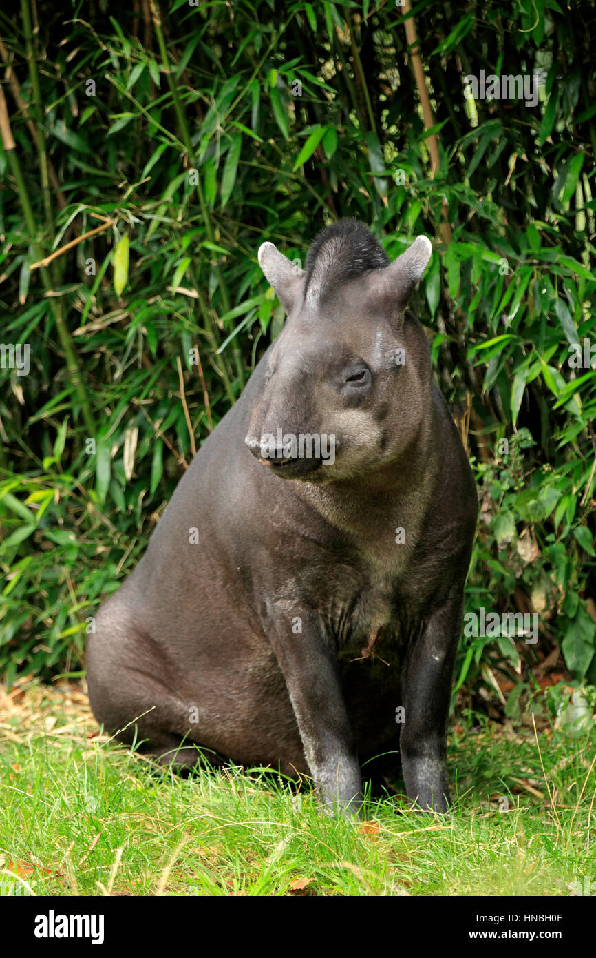 Brasilianische Tapir, Flachland Tapir (Tapirus Terrestris), Südamerika, Erwachsene ruhen Stockfoto