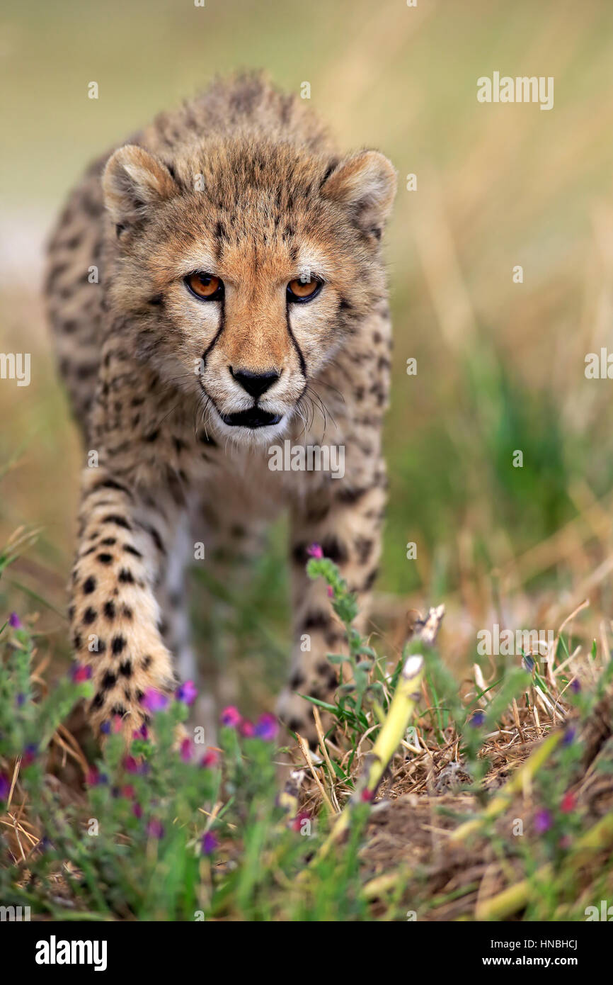 Gepard (Acinonyx Jubatus), Halbwüchsige stalking, Warnung, Western Cape, Südafrika, Afrika Stockfoto