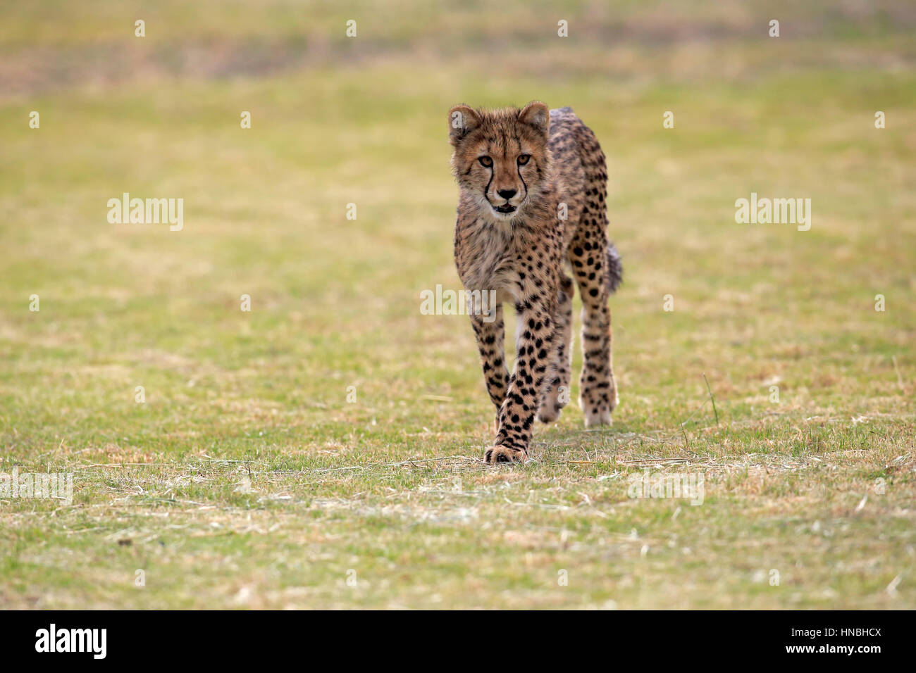 Gepard (Acinonyx Jubatus), Halbwüchsige stalking, Warnung, Western Cape, Südafrika, Afrika Stockfoto