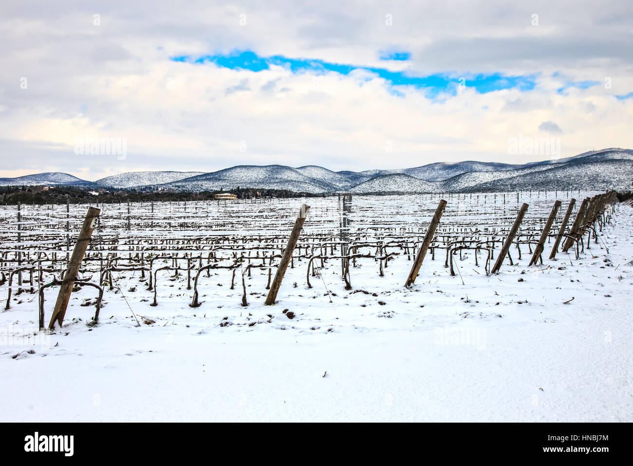 Weinberge-Zeilen im Winter von Schnee bedeckt. Chianti-Landschaft, Florenz, Toskana, Italien Stockfoto