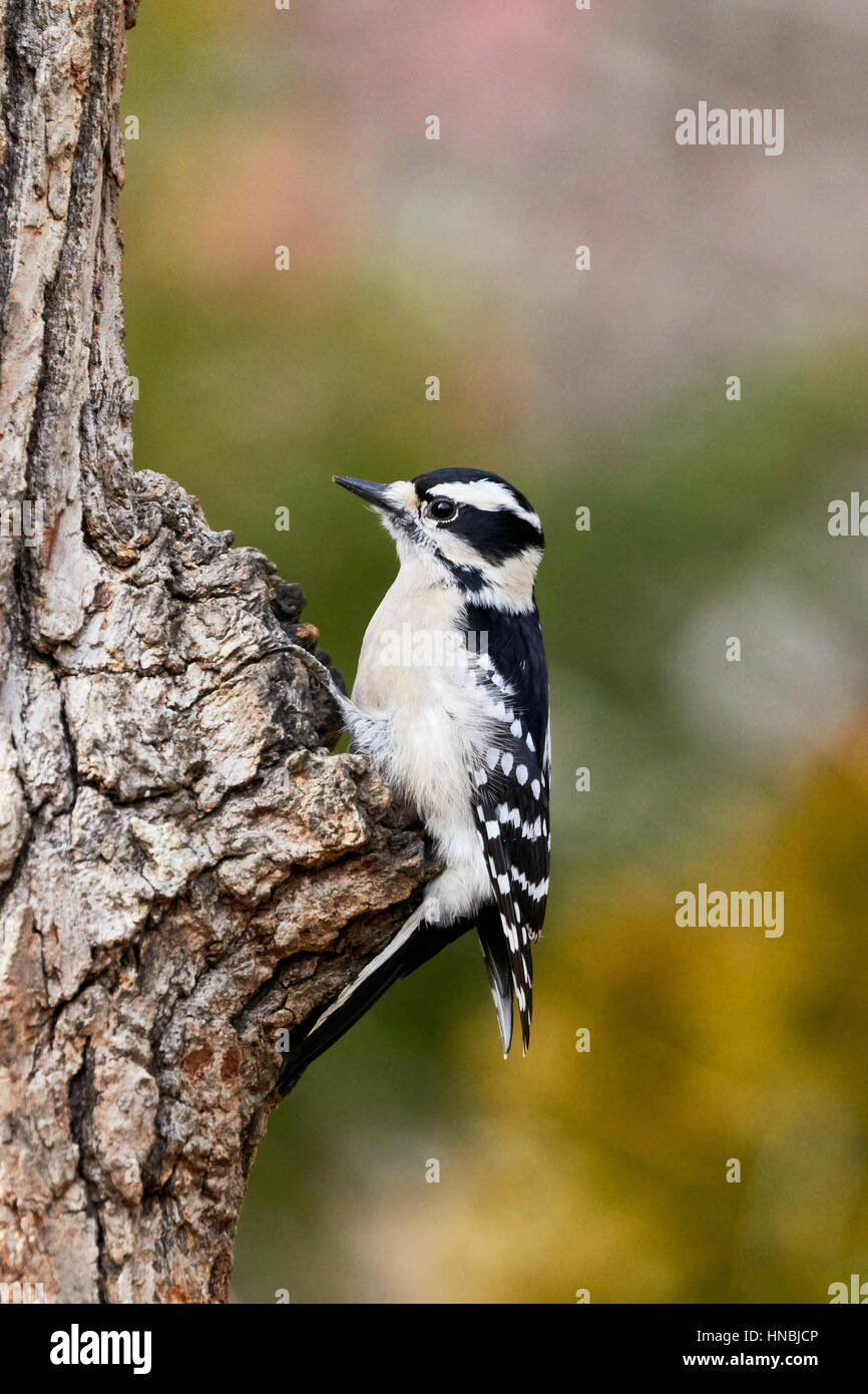 Downy Woodpecker Stockfoto
