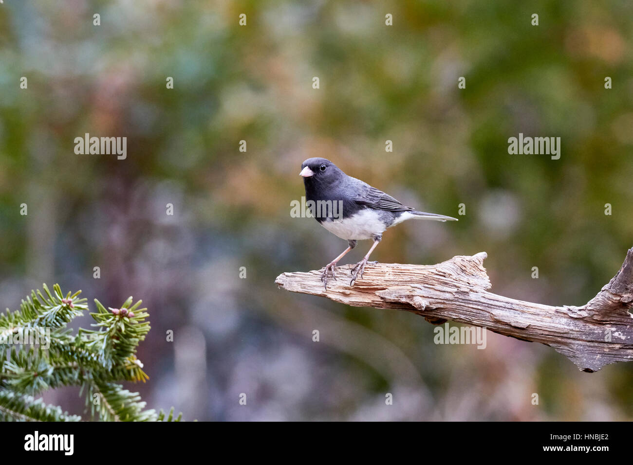 Dunkel-gemustertes Junco Stockfoto
