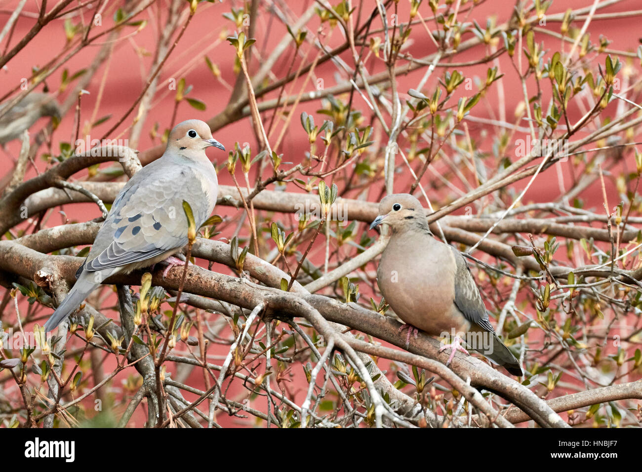 Mourning Dove Stockfoto