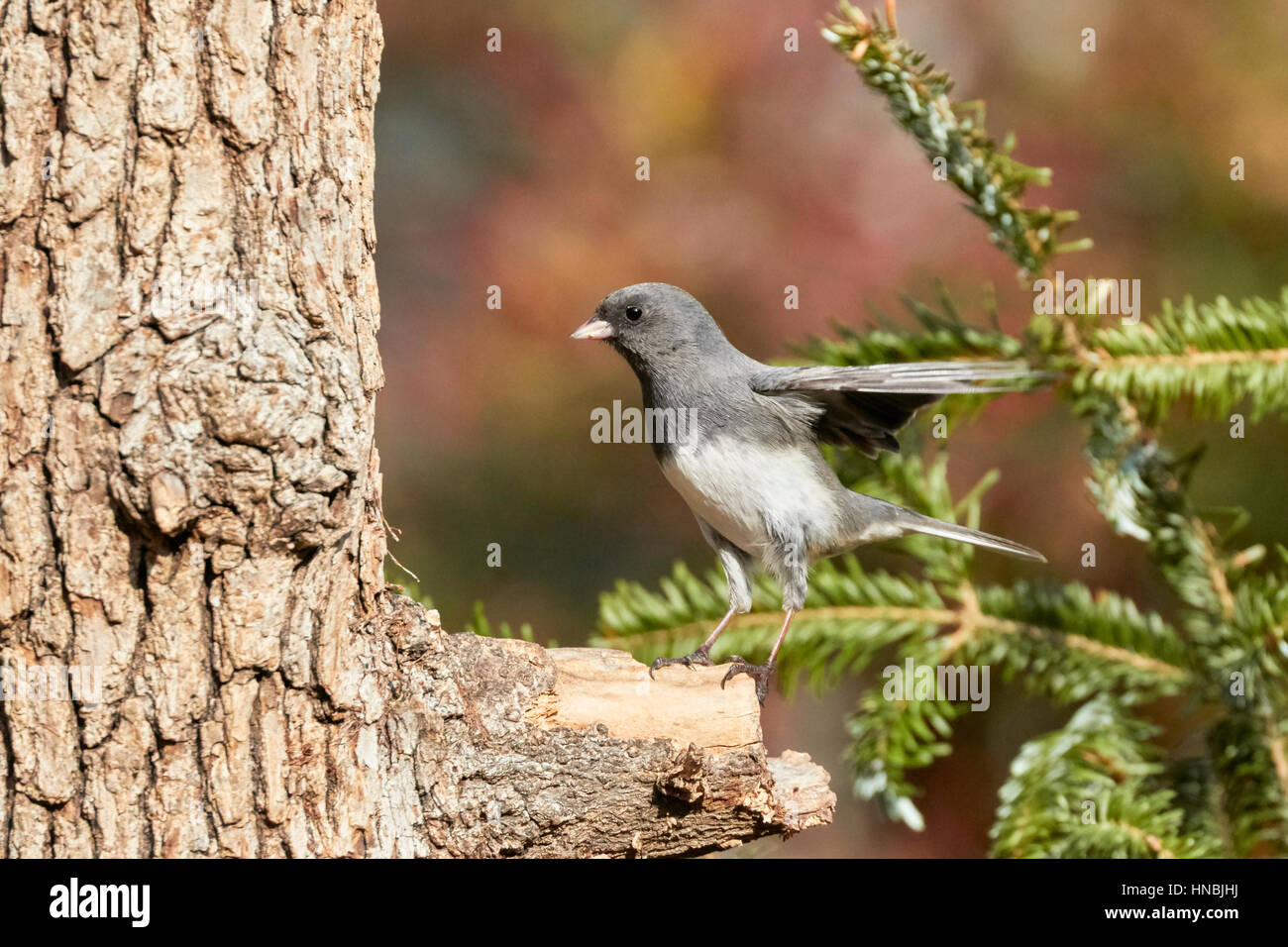 Dunkel-gemustertes Junco Stockfoto