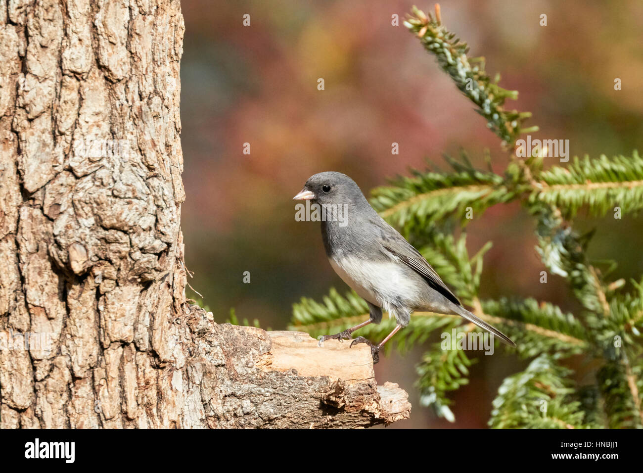 Dunkel-gemustertes Junco Stockfoto
