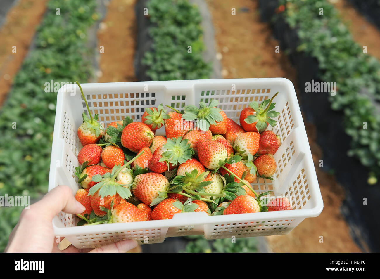 Erdbeere in weiblichen Händen liegen Stockfoto