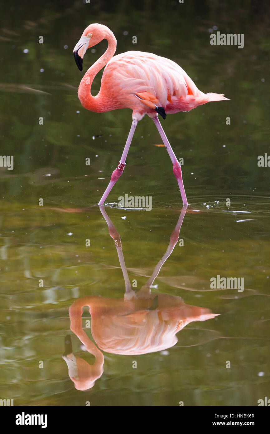 Amerikanische Flamingo (Phoenicopterus Ruber) reflektiert. Stockfoto