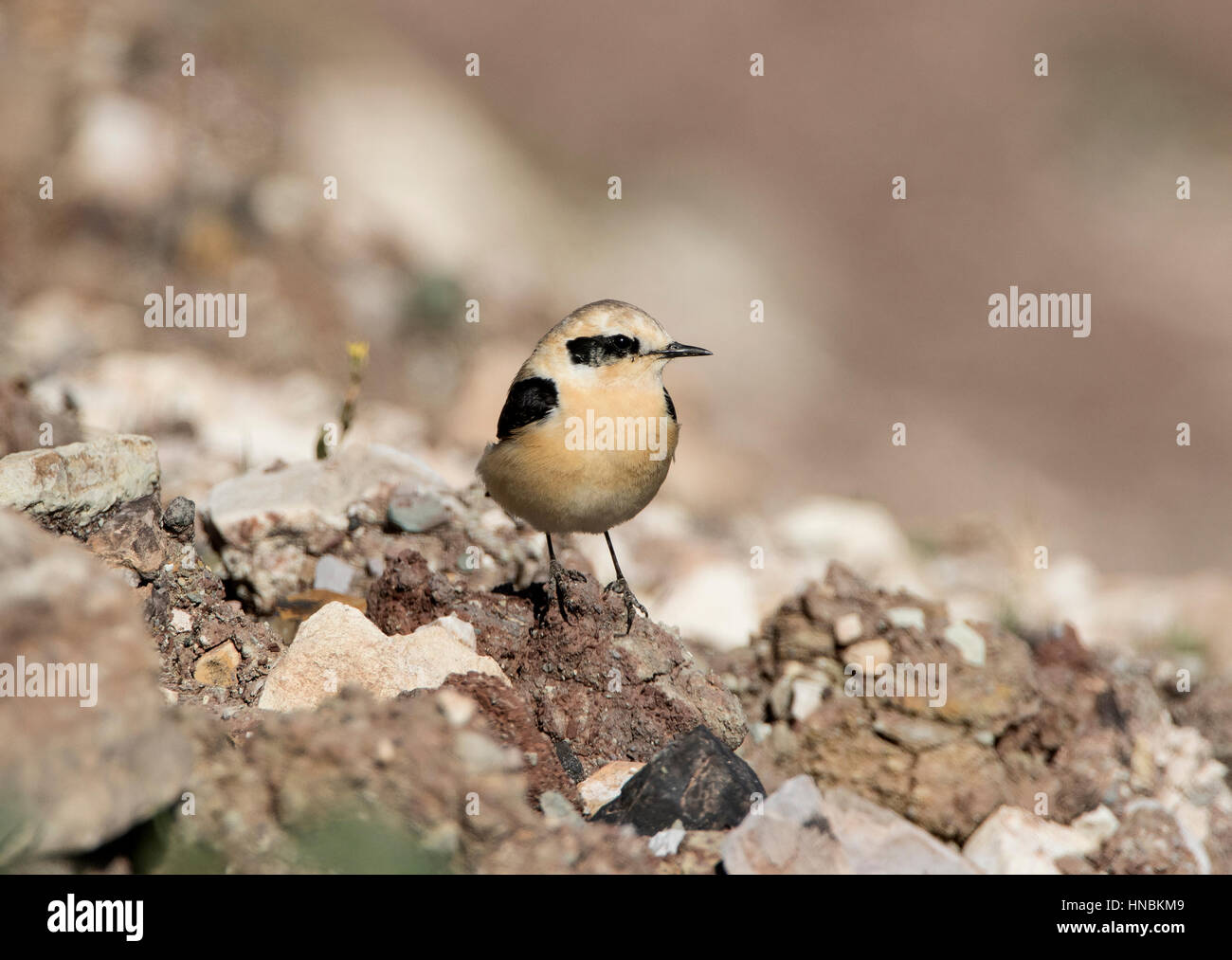 Erwachsene männlich schwarz Schmuckschildkröte Steinschmätzer östliche Rasse Oenanthe Melanoleuca auf Migration Obwohl Zypern Stockfoto