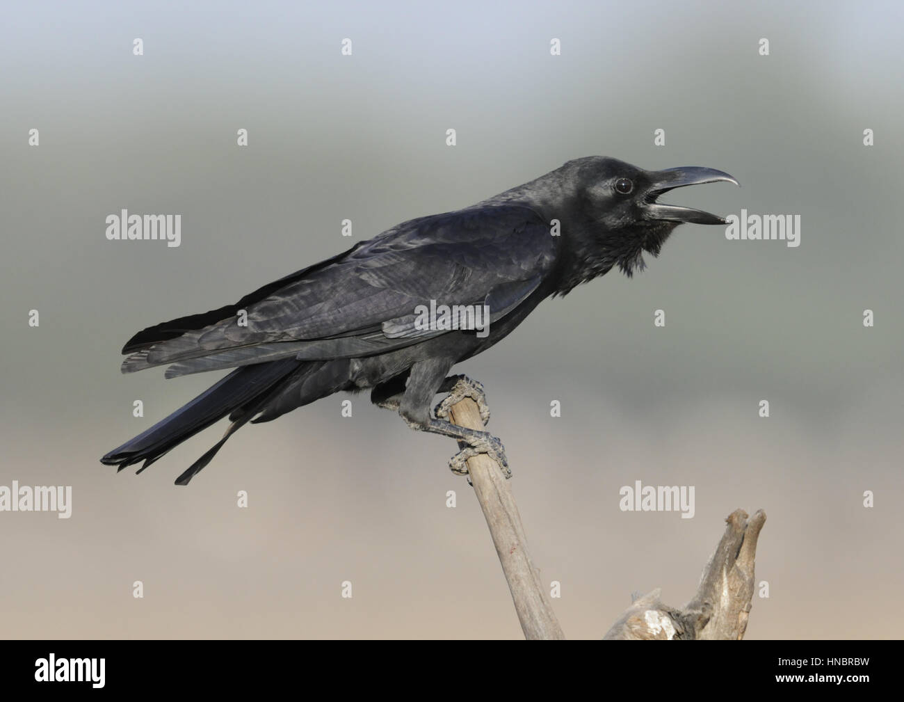 Large-billed Crow - Corvus macrorhynchos Stockfoto