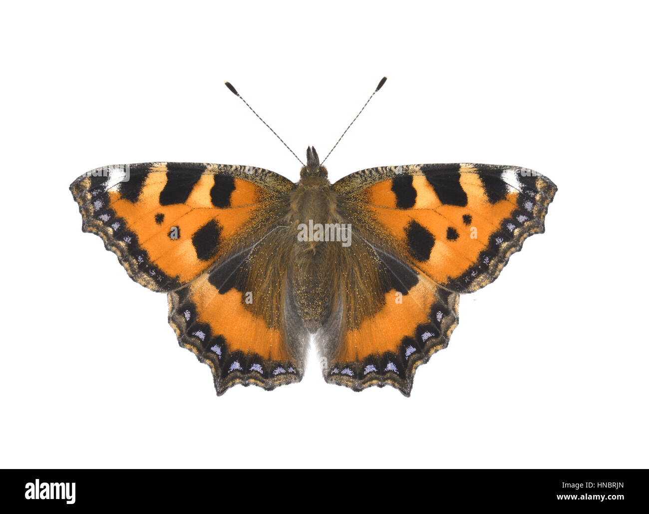 Kleiner Fuchs - Nymphalis urticae Stockfoto