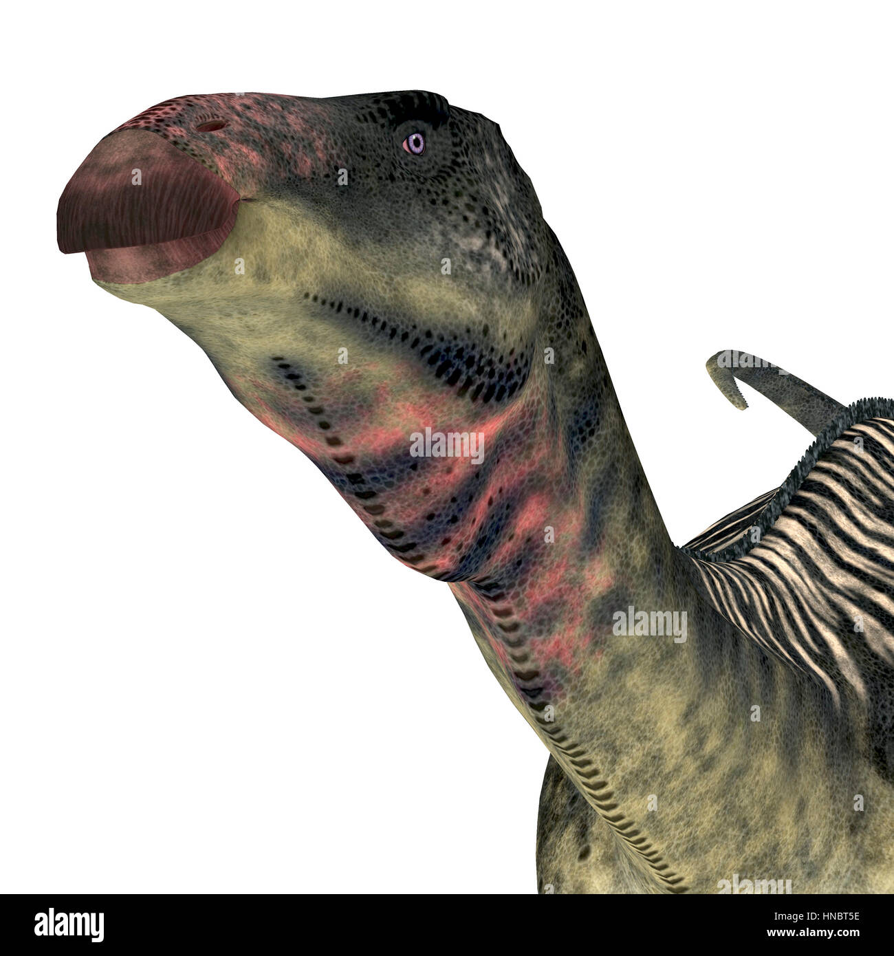 Iguanodont Fotos und Bildmaterial in hoher Auflösung Alamy