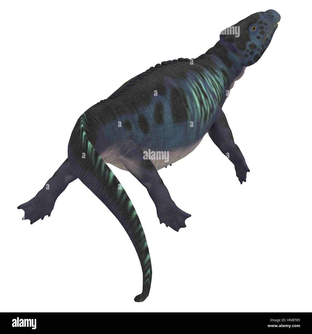 Placodus war ein marine Reptil, das in den flachen Meeren der Triassic Periode in Europa und China schwammen. Stockfoto