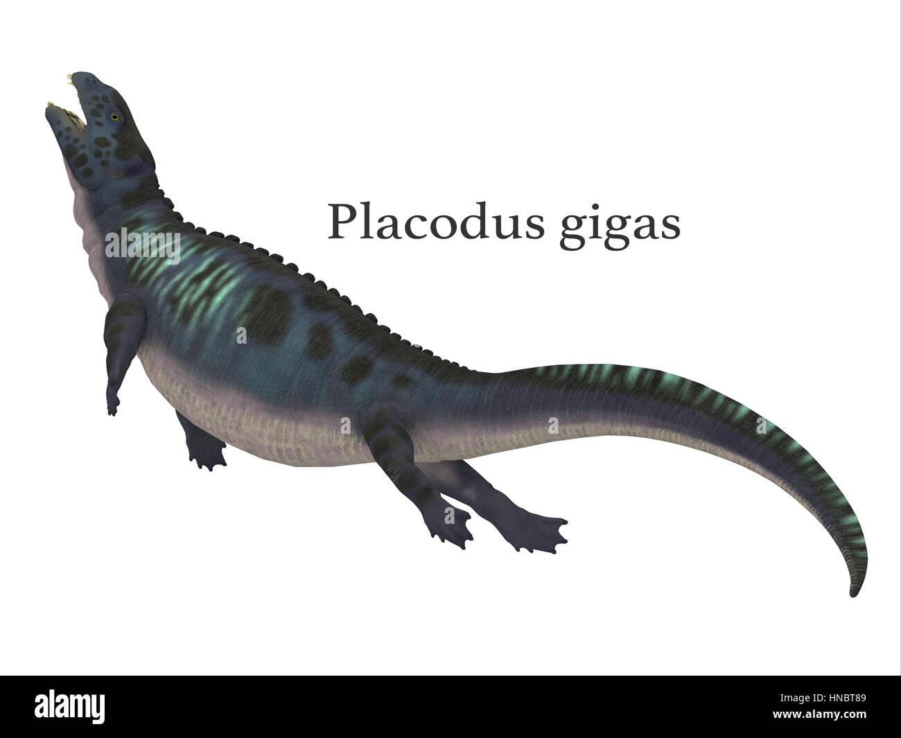 Placodus war ein marine Reptil, das in den flachen Meeren der Triassic Periode in Europa und China schwammen. Stockfoto