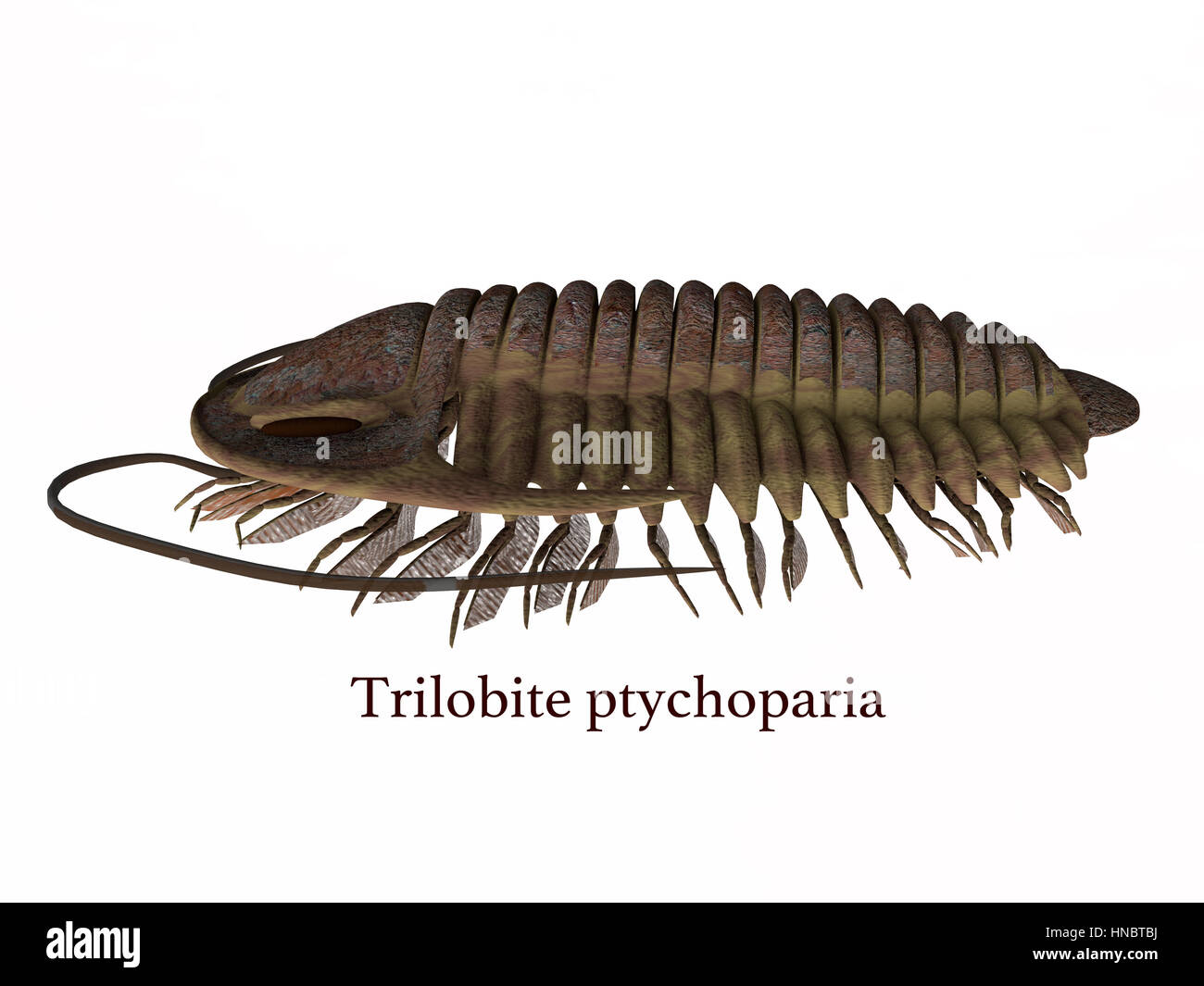 Trilobit ptychoparia Tier lebte in der Kambrischen Meere von Eurasien und Nordamerika. Stockfoto