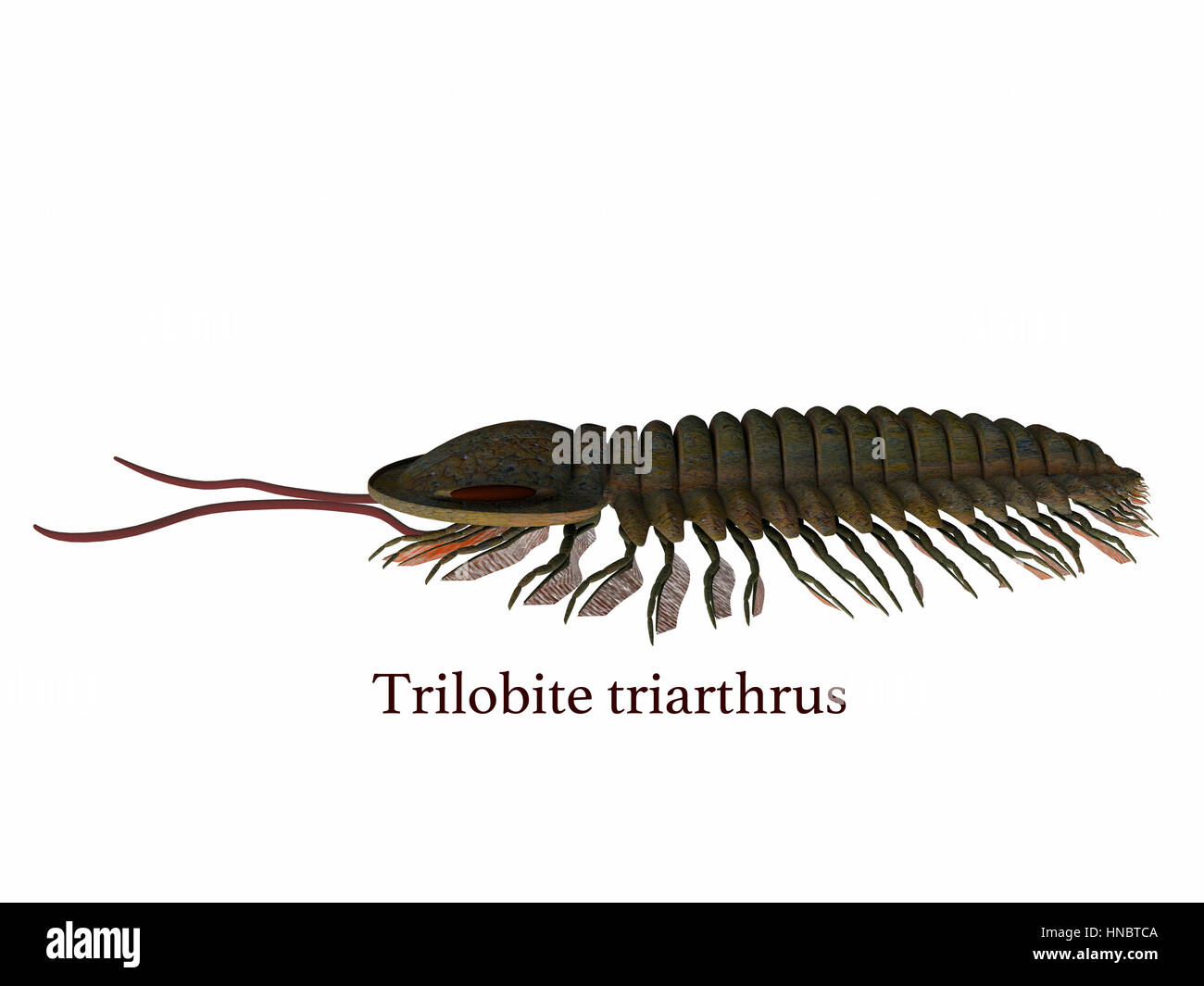 Trilobit triarthrus Fotos und Bildmaterial in hoher Auflösung Alamy