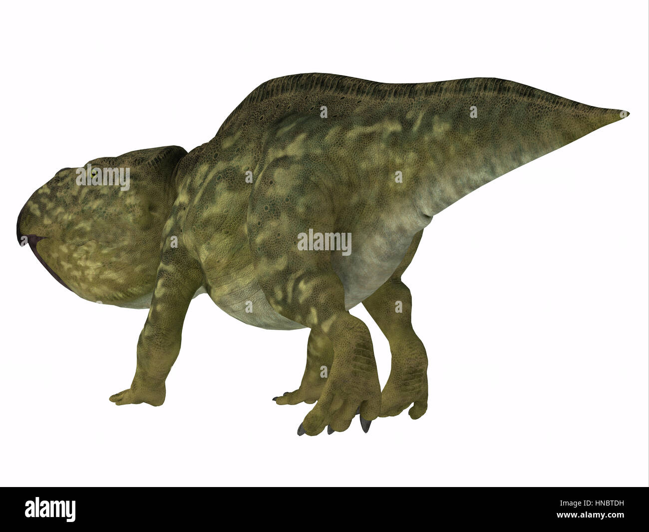 Udanoceratops war ein Exklusivmerkmal pflanzenfressenden Dinosaurier, der in der Mongolei in der Kreidezeit lebte. Stockfoto