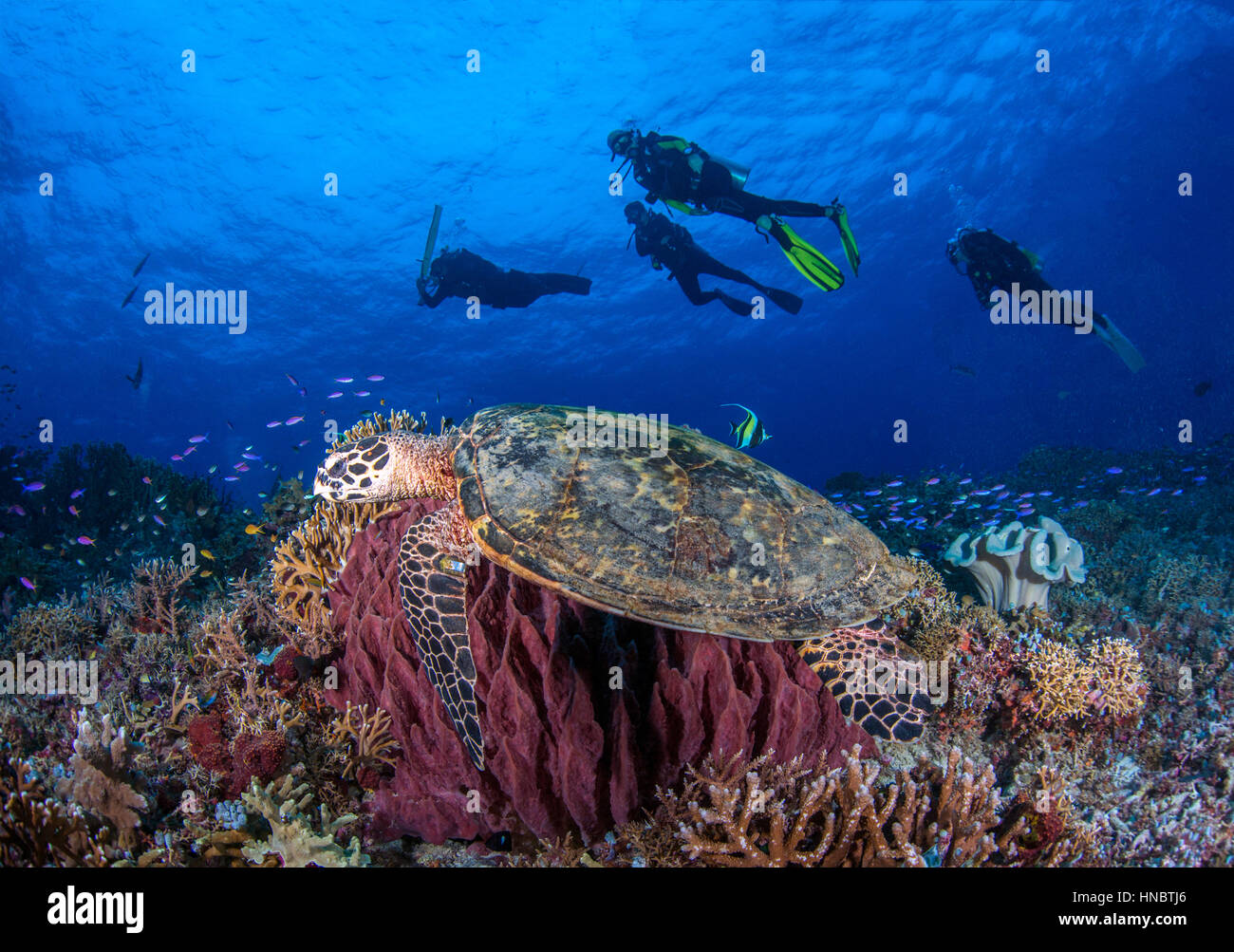 Vier Taucher Schwimmen mit einer Schildkröte, Naturpark Tubbataha Reefs, Philippinen Stockfoto