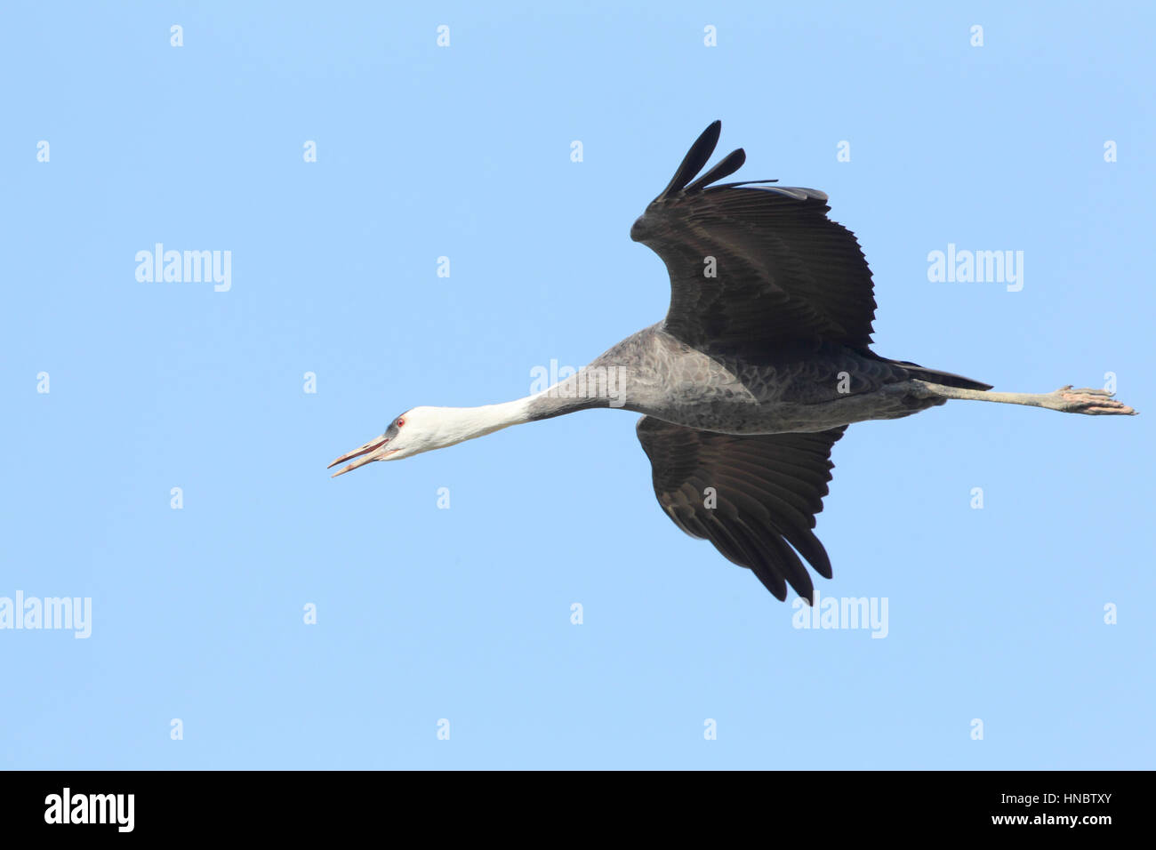Einzelne Hooded Kranich (Grus Monacha), ein weltweit bedrohte Vogel, fliegen über das berühmte "Kran-Felder" auf der Insel Kyushu, Japan Stockfoto