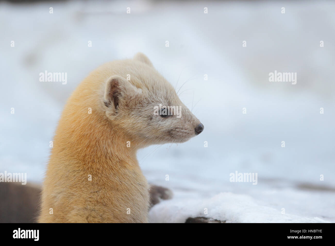 Japanischer Marder (Martes Melampus), ein Säugetier im Winter Hermelin, Blick auf die Seite, verschneiten Hintergrund auf Hokkaido, Japan Stockfoto