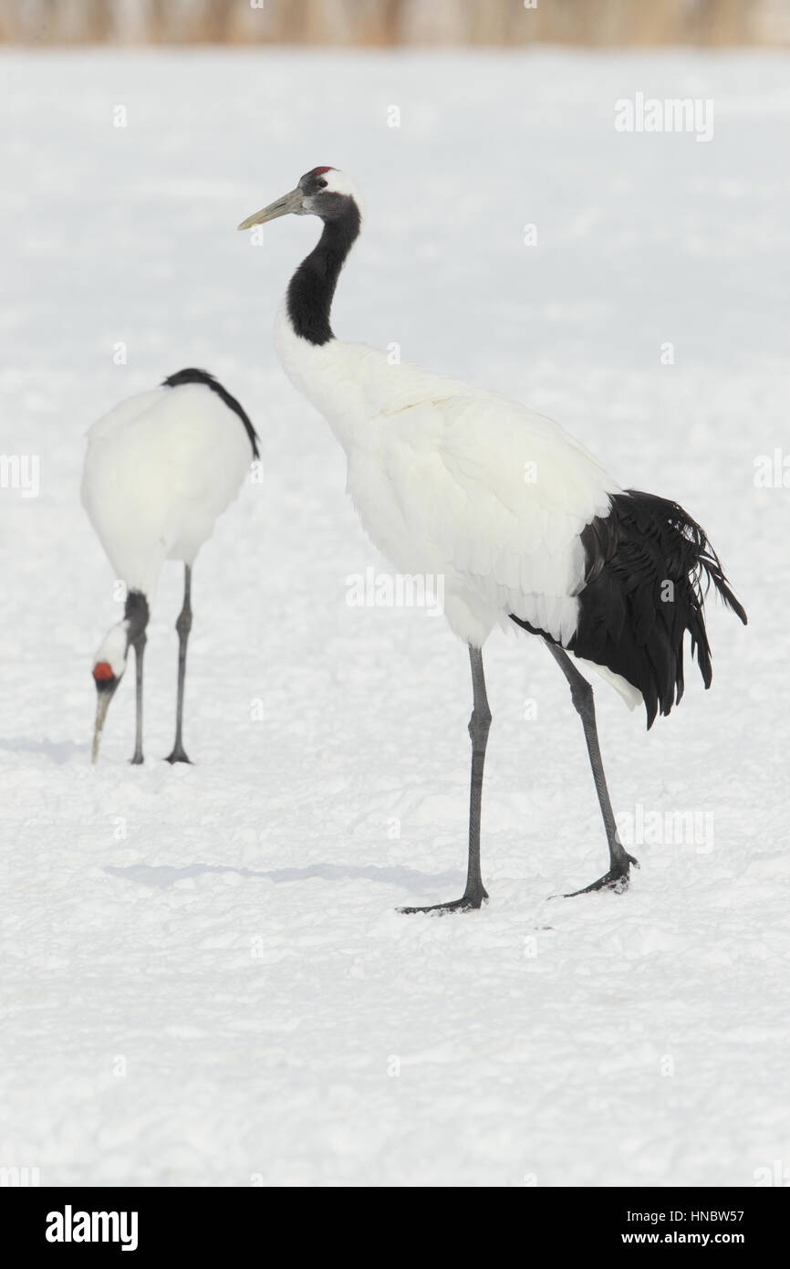 Erwachsener Rot Gekronter Kranich Stockfotos Und Bilder Kaufen Alamy