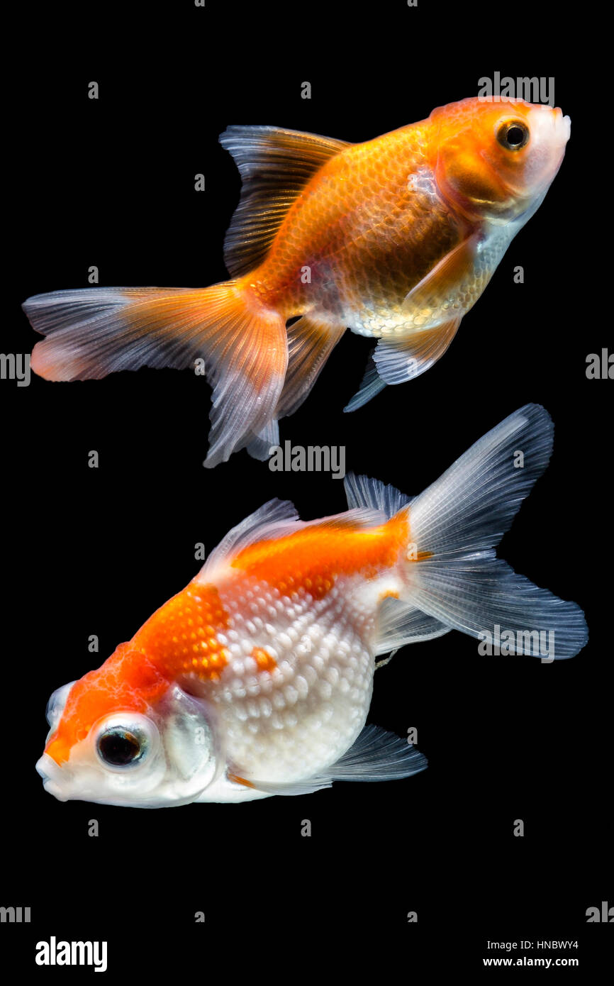 Zwei Goldfische in eine Schüssel geben Stockfoto