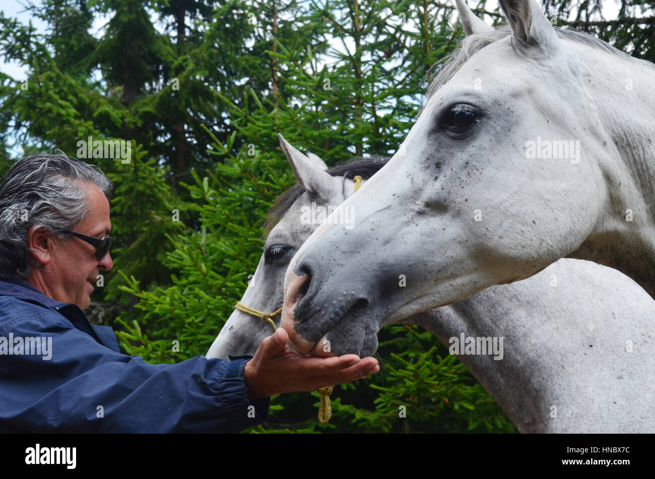 Mann, Fütterung Pferde Stockfoto