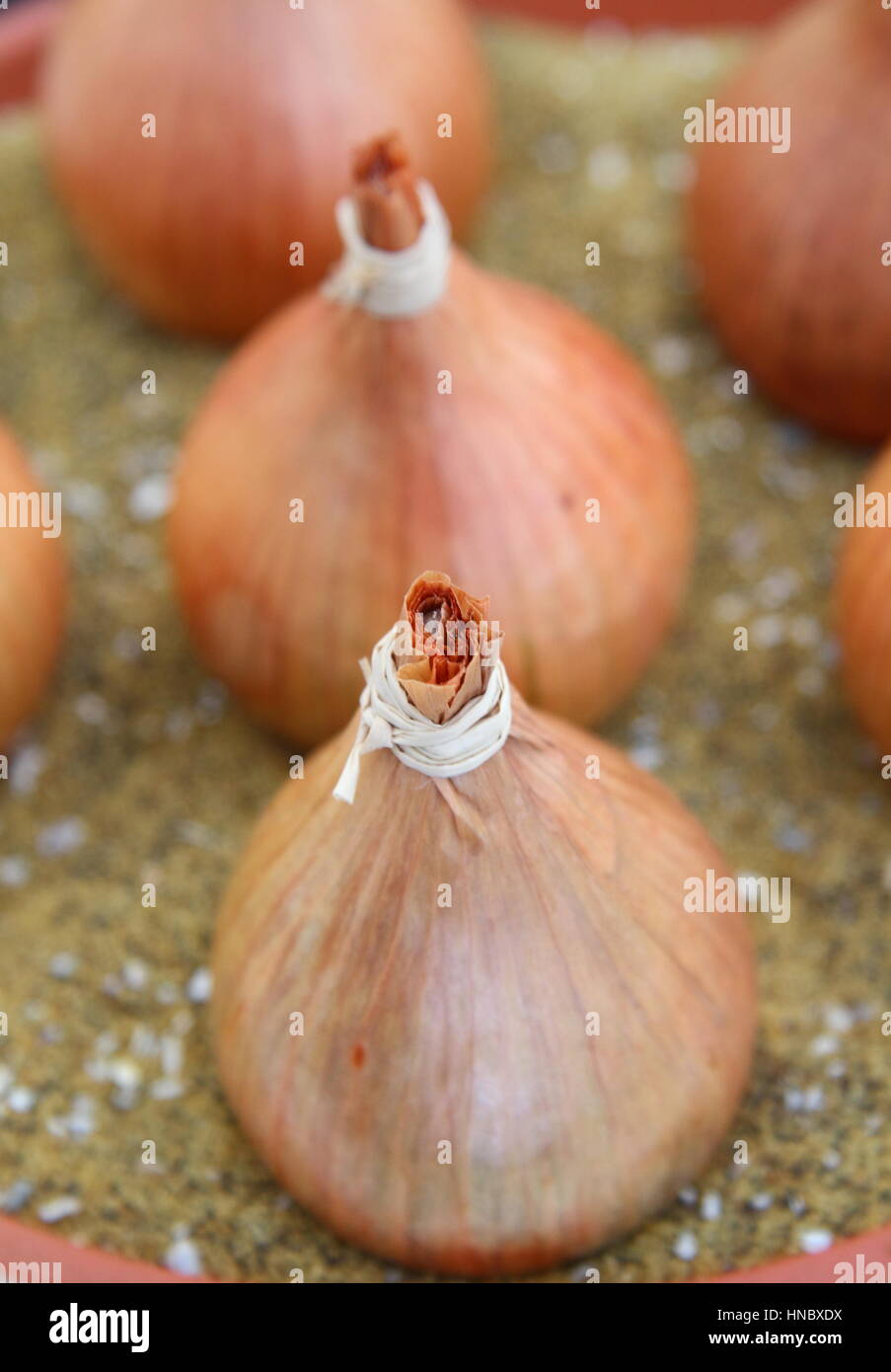 Zuteilung gewachsen Zwiebeln auf dem Display an eine UK-Gartenschau angezeigt einschließlich der gewissenhafte Vorbereitung, gewaschen, geschnitten, gefesselt und präsentiert auf sand Stockfoto