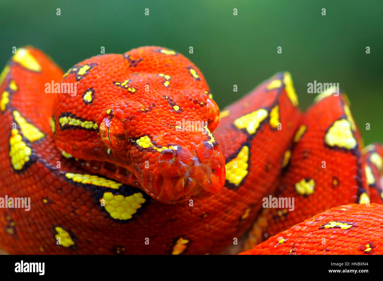 Porträt einer Python-Schlange aufgewickelt, Indonesien Stockfoto