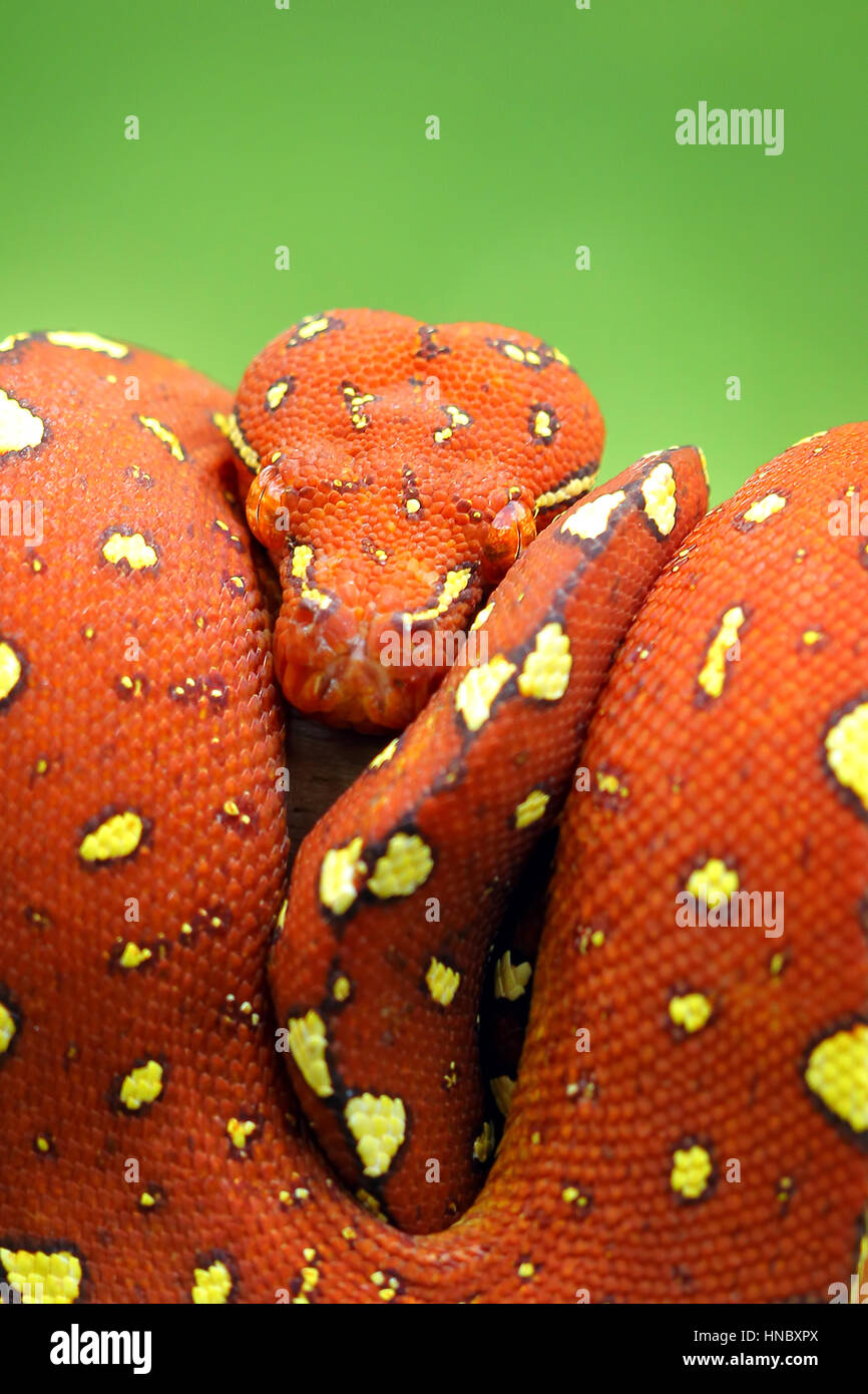 Porträt einer Python-Schlange aufgewickelt, Indonesien Stockfoto
