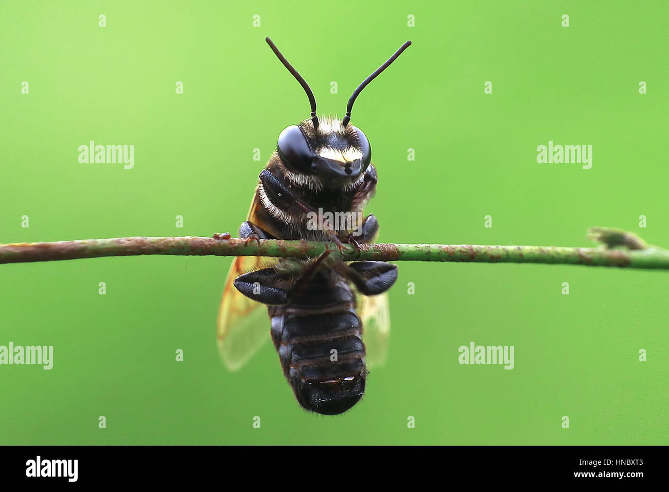 Schwarze Biene auf einem Ast, Indonesien Stockfoto