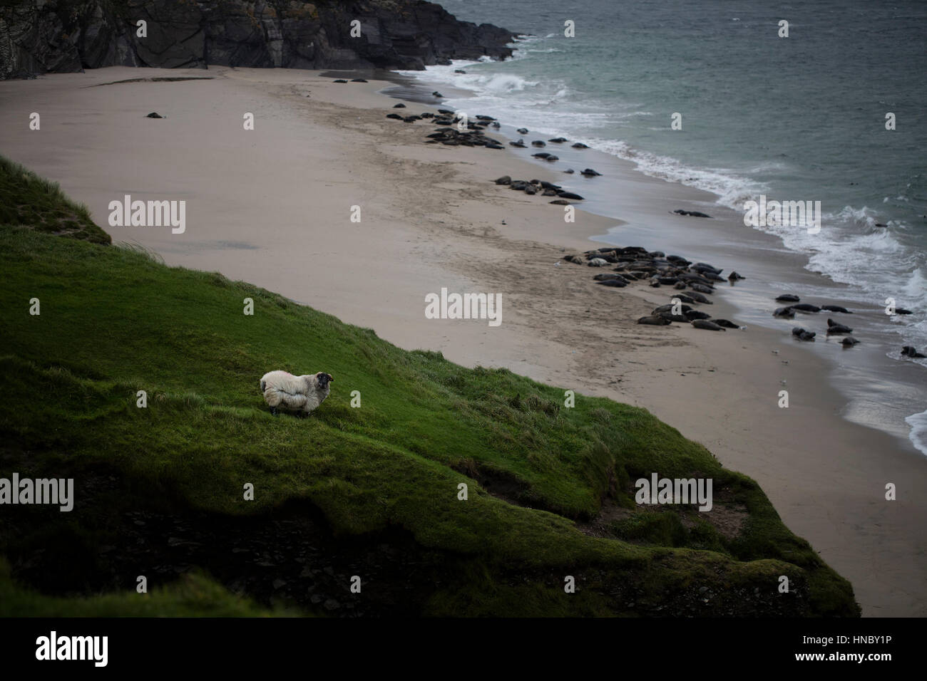 Schaf stehend auf einem Hügel von the Beach, Great Blasket Island, County Kerry, Irland Stockfoto