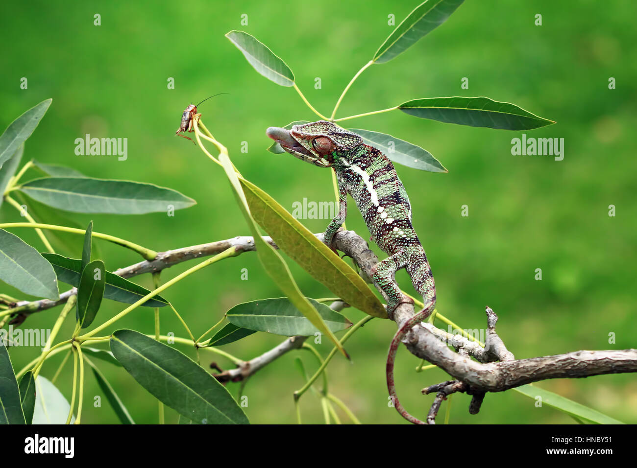Chamäleon-Jagd für ein Insekt, Indonesien Stockfoto