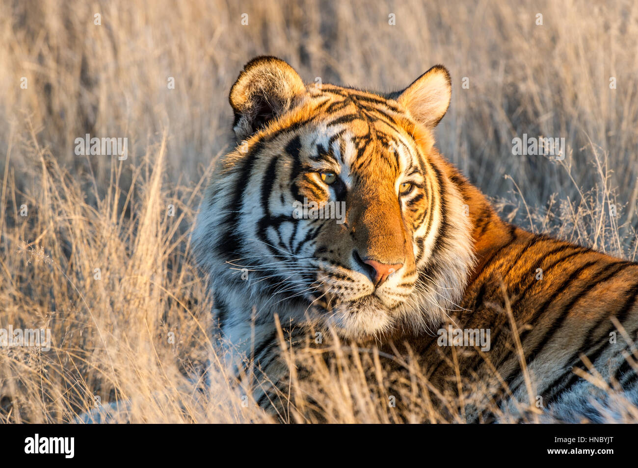 Porträt eines Tigers, Südafrika Stockfoto