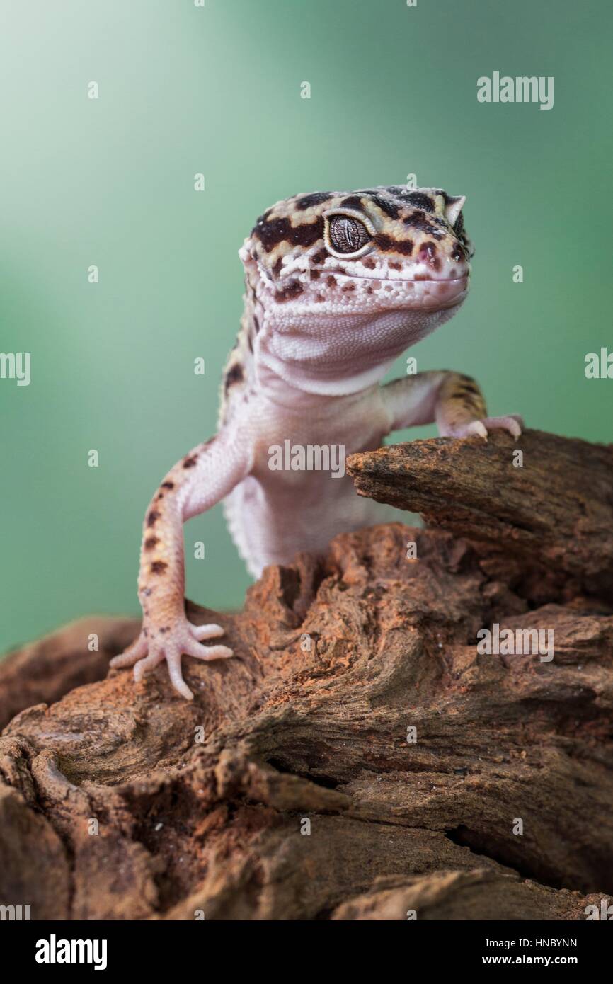 Leopardgecko, Jakarta Timur, Indonesien Stockfoto