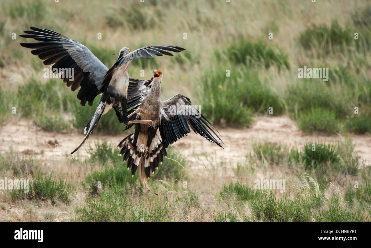 Zwei Sekretär Vögel kämpfen, Südafrika Stockfoto