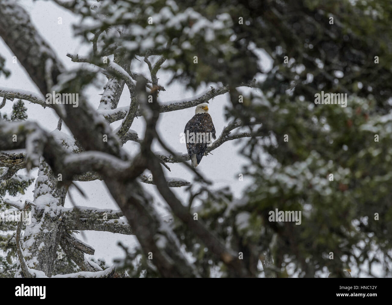 Adler in Winterszene mit natürlichen Laub Vignettierung Stockfoto